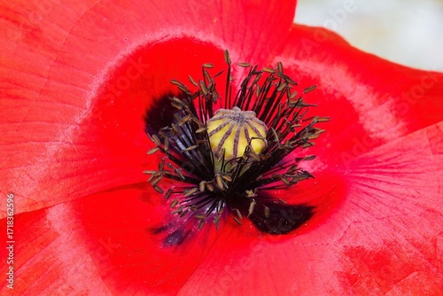 Mohn