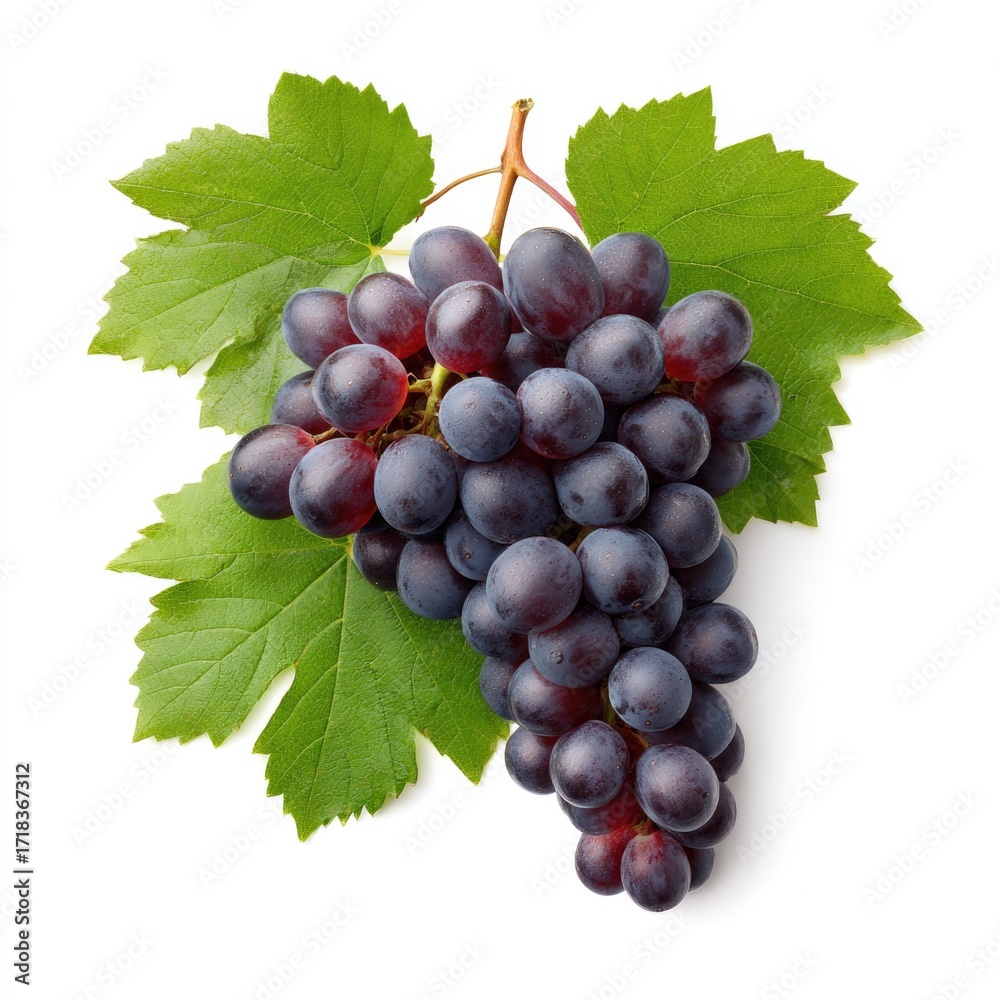 Fototapeta premium Ripe merlot grapes with green leaves isolated for wine making and harvest design