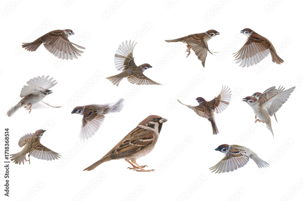 Obraz premium flying sparrow isolated on white background
