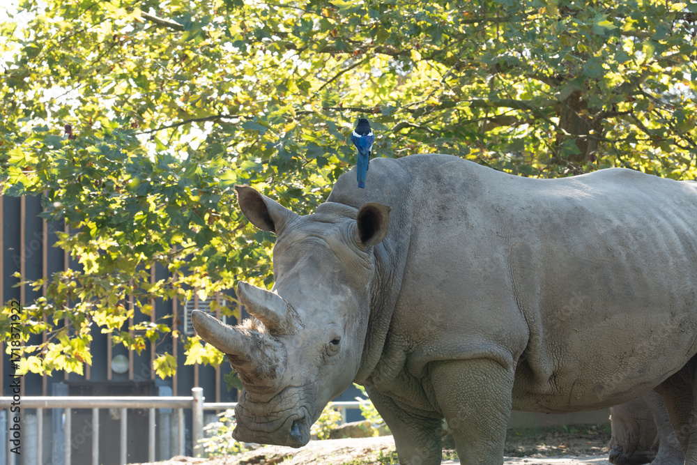 Naklejka premium Rhino with an avian friend, under the sunlit canopy, showcasing the harmonious blend of wildlife in their natural habitat.