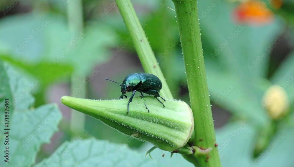 Fototapeta premium Green beetle on okra pod