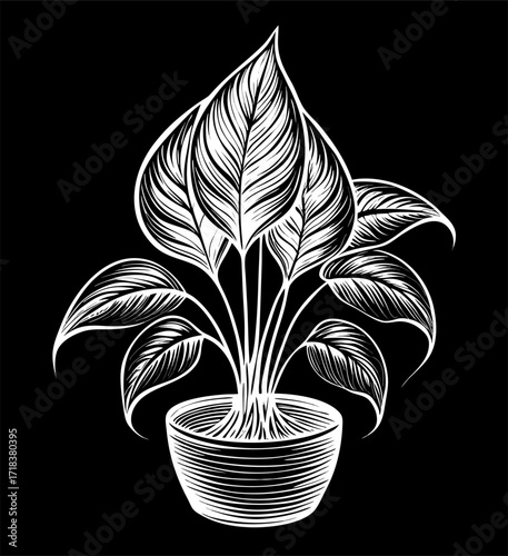 White Line Art Peace Lily Houseplant in Pot