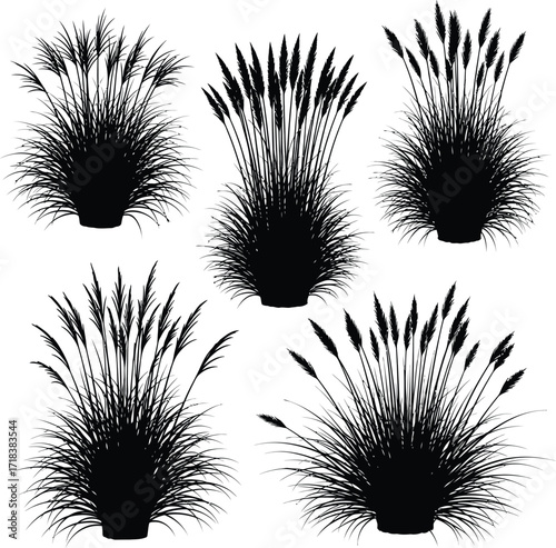Silhouette illustration of five clumps of ornamental grass with feathery plumes on a white background design element