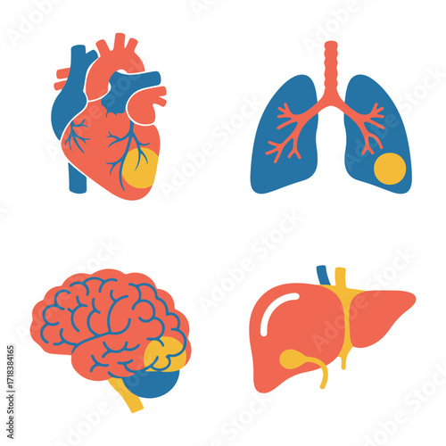 Human internal organs: the heart, lungs, brain, and liver.