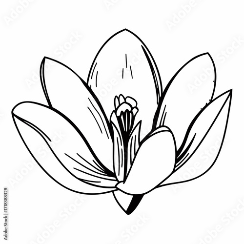 A delicate black and white line drawing of a single crocus flower with its petals unfurling to reveal the stamen and pistil in the center symbolizing spring and new beginnings
