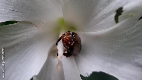 Close-Up of a Beetle Resting Inside a White Blooming Flower Petal