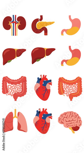 Illustration of human internal organs including kidneys, stomach, liver, heart, brain and lungs