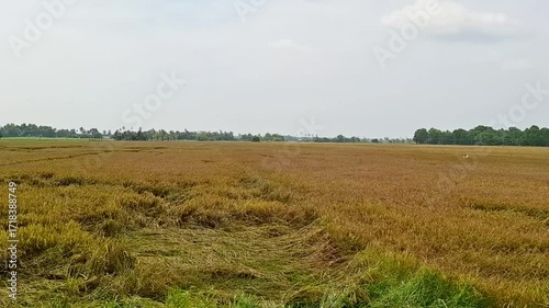 rice field in Kerala flooded and damaged due to heavy rain