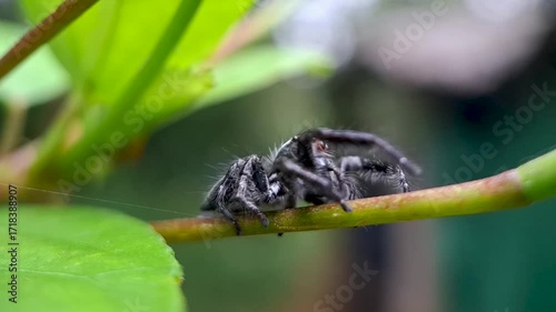 Close-Up of a Jumping Spider on a Vibrant Green Leaf