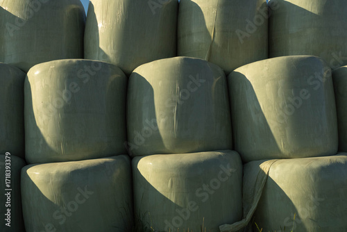 White silage bales wrapped in plastic film are stacked next to covered haystacks in the field