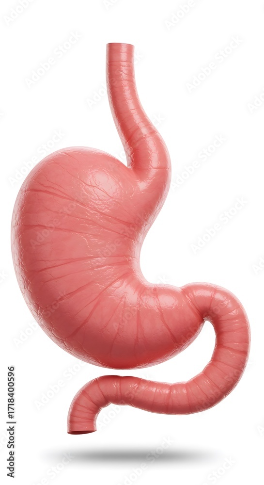Fototapeta premium Human digestive system model showing stomach and esophagus anatomy 