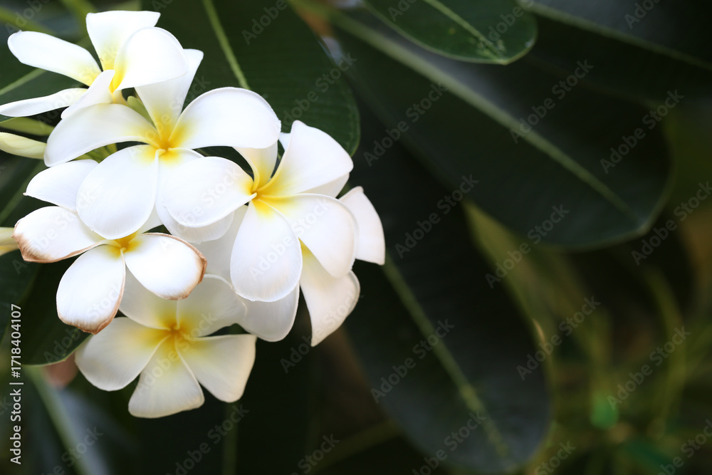 Fototapeta premium White plumeria flowers that are blooming with Green Leaves Background.
