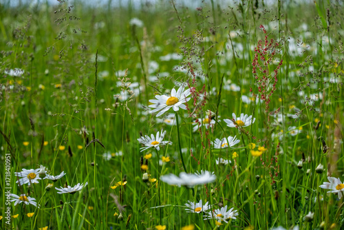 Photos Vibrant wildflower meadow featuring white daisies and yellow blossoms swaying ge