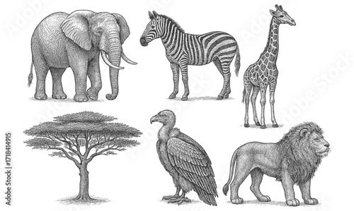 Hand-drawn safari animals and baobab tree in detailed sketch style