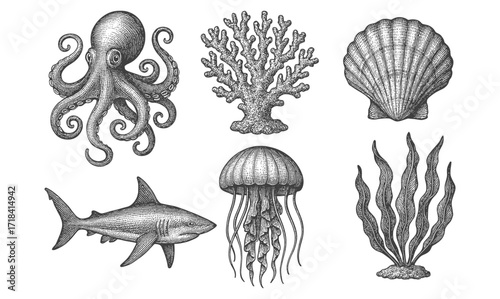 Intricate marine life sketches: octopus, coral, seashell, shark, jellyfish, seaweed