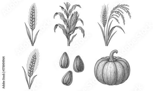 Hand-drawn botanical set: wheat, corn, rice, seeds, and pumpkin