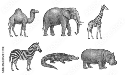 Hand drawn safari animals collection: camel, elephant, giraffe, zebra, crocodile, hippopotamus