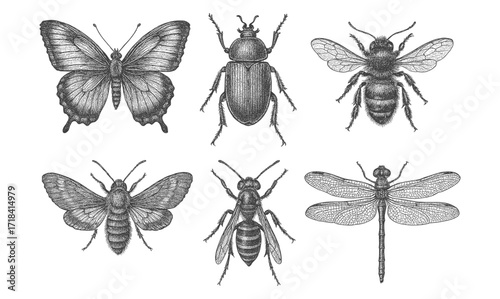 Detailed insect sketches featuring butterfly, beetle, bee, moth, wasp, and dragonfly