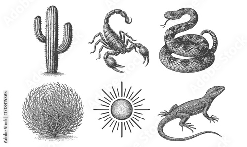 Desert wildlife and flora in vintage engraving style