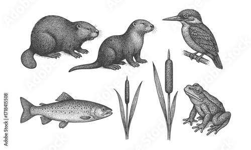 Hand drawn wildlife set: beaver, fish, bird, otter, frog, and cattails