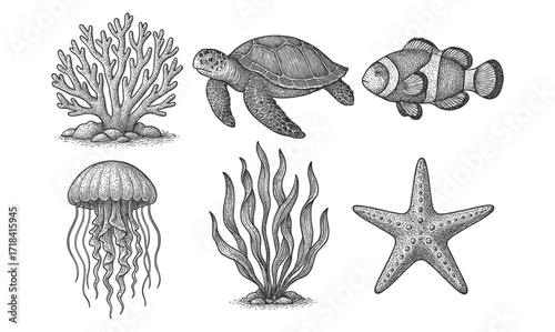 Detailed marine life set: turtle, coral, clownfish, jellyfish, starfish in engraved style