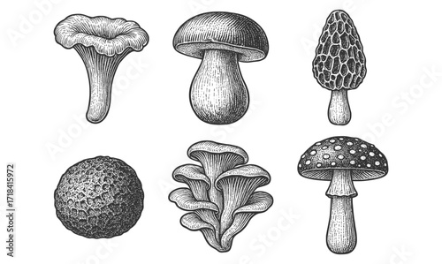 Vintage engraved mushrooms collection: chanterelle, morel, oyster, and others