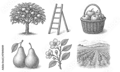 Vintage farm elements collection with fruit tree, ladder, basket, pears, blossoms, and vineyard