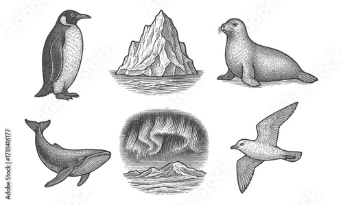 Vintage engraving of antarctic wildlife and landscapes with northern lights