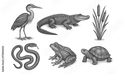 Detailed wildlife engravings: bird, alligator, snake, frog, turtle, and plants