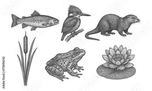 Detailed nature sketch of aquatic wildlife and plants