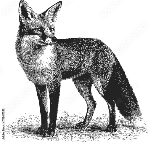 Fox standing sketch, hand drawn vintage style woodland animal illustration — stock vector