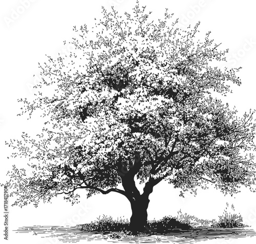 Tree sketch hand drawn detailed foliage and trunk on white background — stock vector