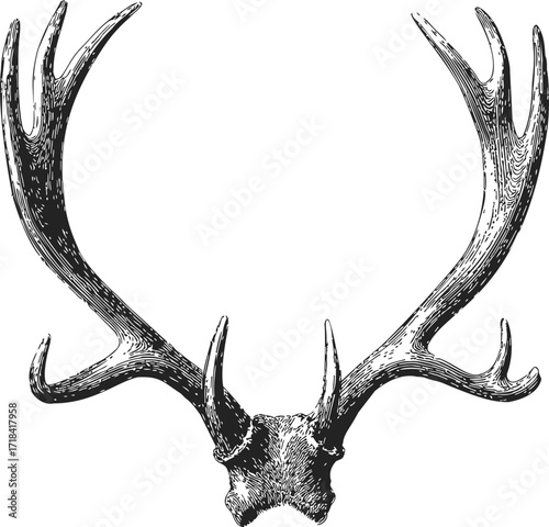 Deer antlers sketch hand drawn detailed illustration isolated on white — stock vector
