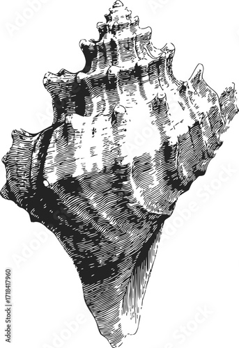 Conch shell sketch hand drawn detailed spiral seashell illustration — stock vector