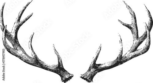 Antlers sketch hand drawn detailed symmetrical deer horns illustration — stock vector