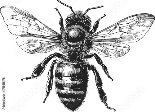 Bee sketch hand drawn detailed insect with wings isolated on white background — stock vector