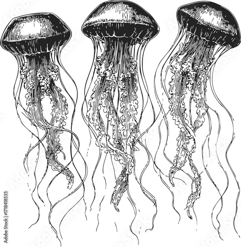 Jellyfish sketch hand drawn trio with detailed tentacles and flowing lines — stock vector
