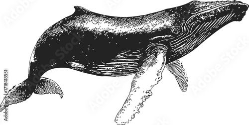 Humpback whale sketch hand drawn detailed side view marine animal — stock vector