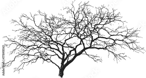 Bare tree sketch hand drawn silhouette with intricate branches — stock vector