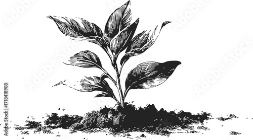 Plant seedling sketch, hand drawn botanical style, growing in soil, detailed leaves — stock vector