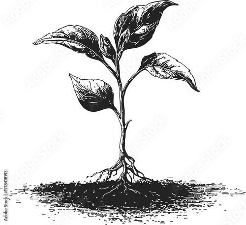 Plant seedling sketch hand drawn with roots and soil detail — stock vector