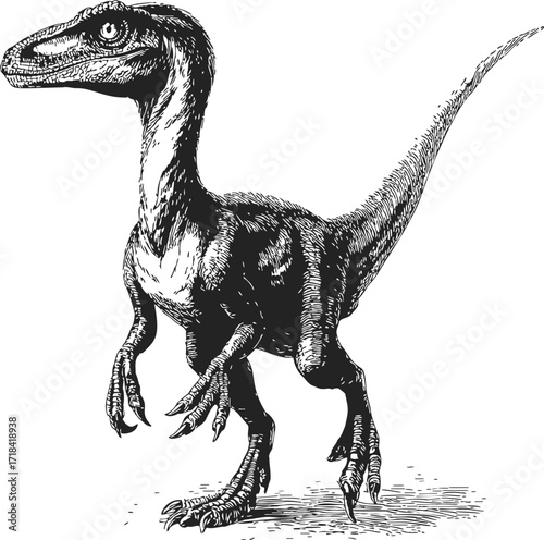 Velociraptor sketch hand drawn dinosaur in dynamic standing pose — stock vector