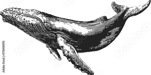 Humpback whale sketch, hand drawn style, detailed marine animal illustration — stock vector