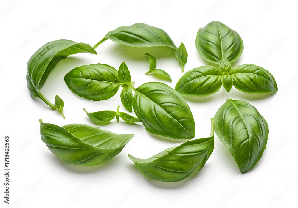 Fototapeta premium Fresh Basil Leaves Culinary Herb Closeup, Isolated on White, Food Photography.