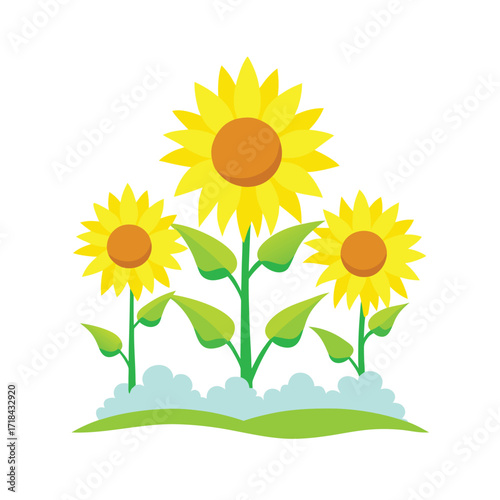 bright yellow sunflowers glowing amid snow covered land