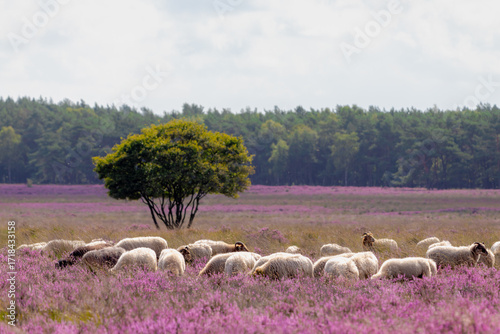 A flock of sheep (Drenthe Heath) walking and nibbling grass in between the flowering Calluna vulgaris, Heide, Heather or Ling is in the genus family of Ericaceae, Bussumerheide, Hilversum, Netherlands