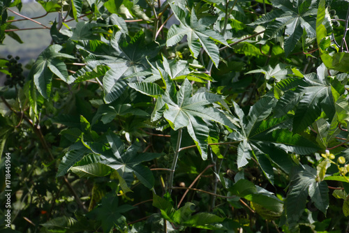 Healthy Castor Plants in Green Field