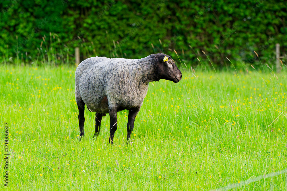 Obraz premium Black headed sheep with yellow ear tag on lush green pasture