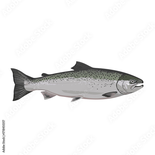 Coho Salmon illustration of a fish in a realistic style, transparent background, isolated, vector  
