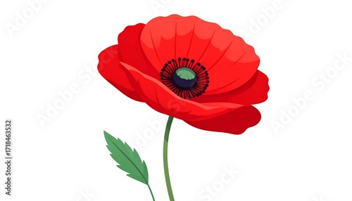 Vivid red poppy on white background